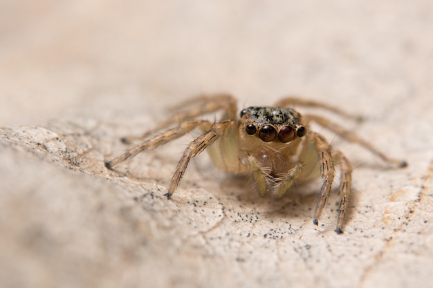 Macro spider on a branch of a leaf