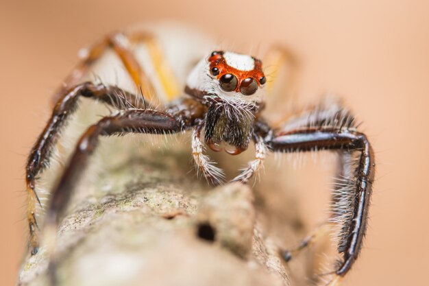 Macro spider on a branch of a leaf