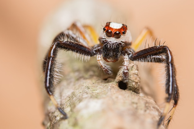 Macro spider on a branch of a leaf