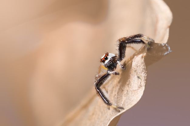 Macro spider on a branch of a leaf