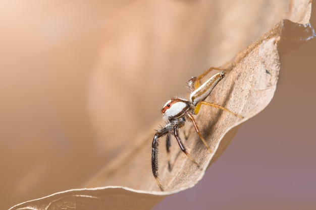 Photo macro spider on a branch of a leaf