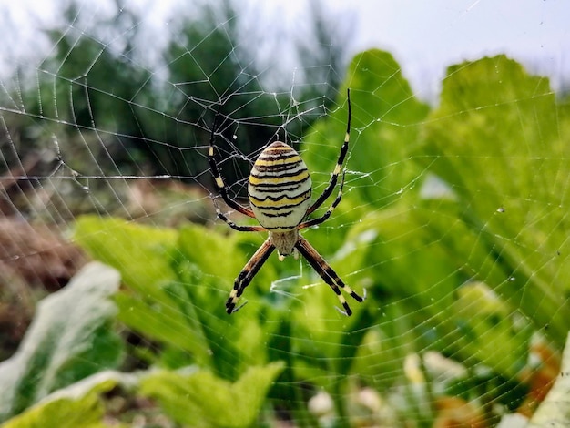 Macro spider closeup Spider in the wild nature weaving web Toxic wild spider