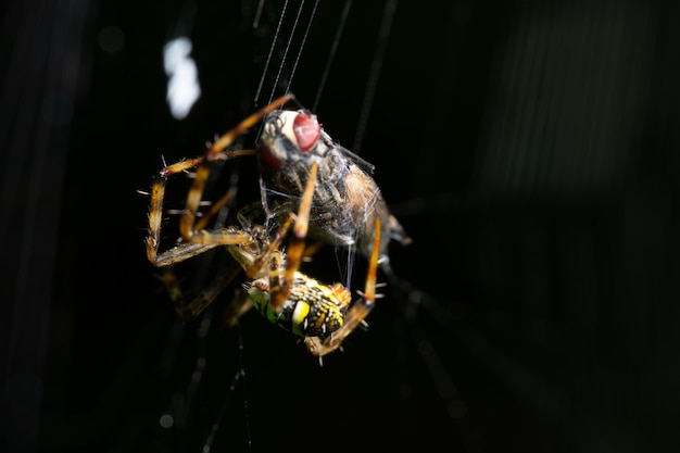 Macro spider on grass forest