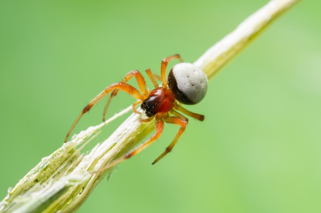 Macro Spider on a green background foliage