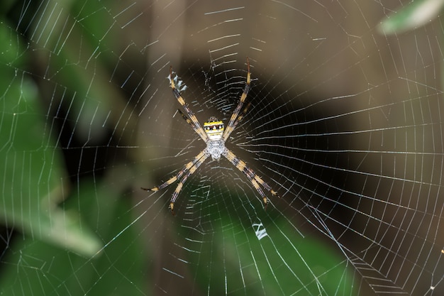 Macro Spider on Leaf