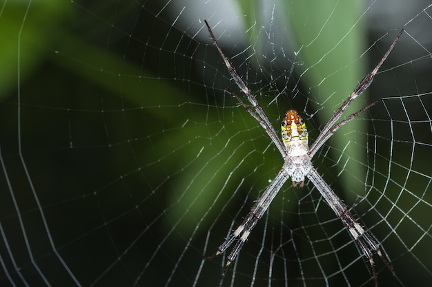 Macro Spider on Leaf