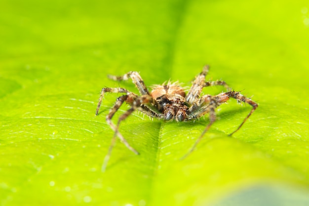 Macro spider on the leaf