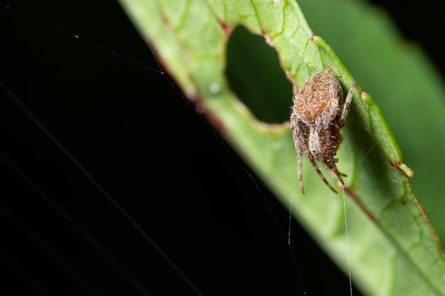 Macro spider on the plant