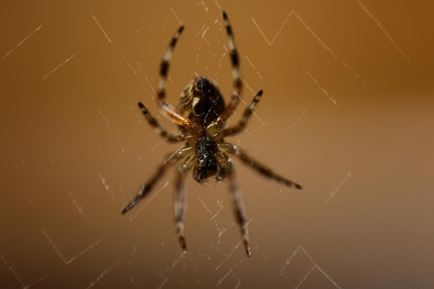 Photo macro spider on the web