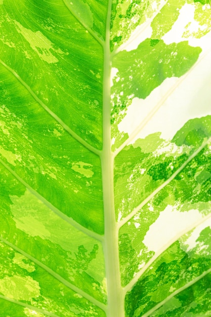 Macro spotted leaf,selective focus Spotted banana leaves Leaves of the banana plant alternate green