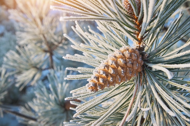 Macro of spruce nature