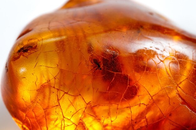 Macro stone mineral amber with insects flies and beetles on a white background close up