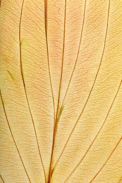 Macro texture of dry leaf plants for the background. Flat herbarium details.