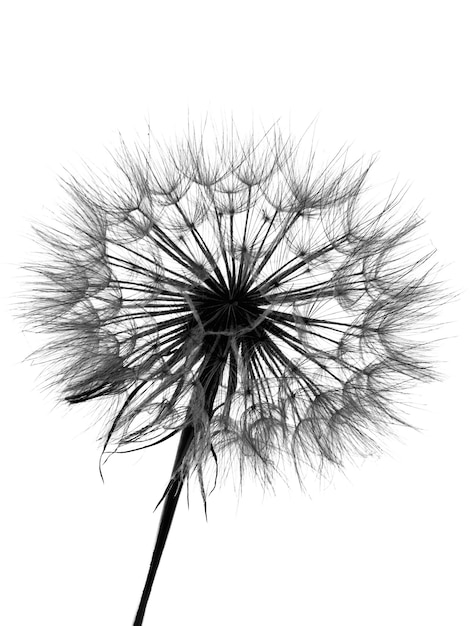 Macro texture of fluffy dandelion on white background