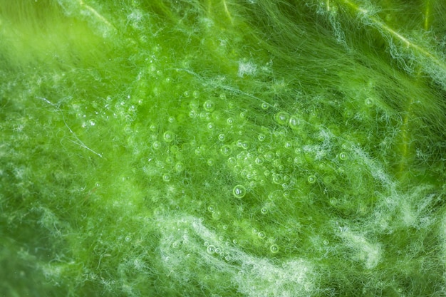 Macro of thallophytic plant on a surface of water or green algae.