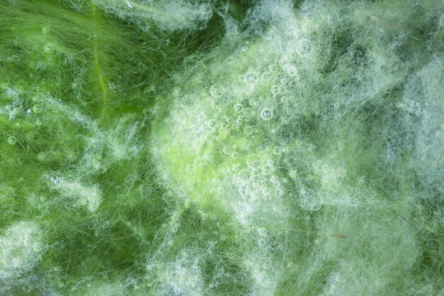 Photo macro of thallophytic plant on a surface of water or green algae.