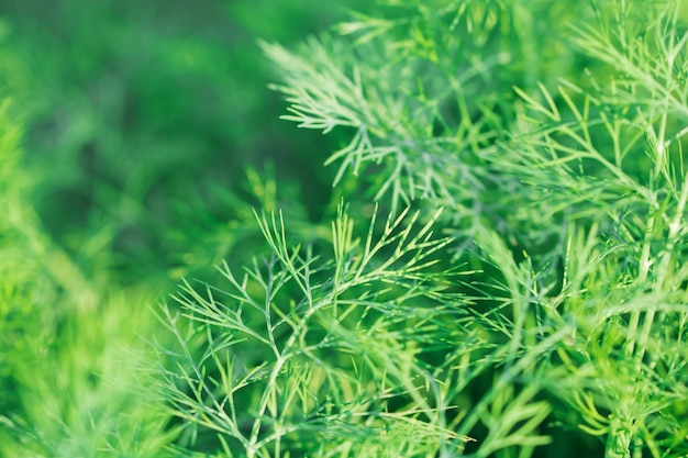 macro of Tree Leaves for nature background and save green concept 