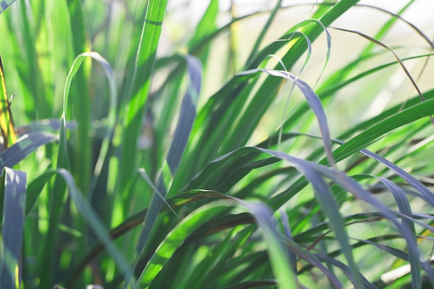 Macro of Tree Leaves for nature background and save green concept 