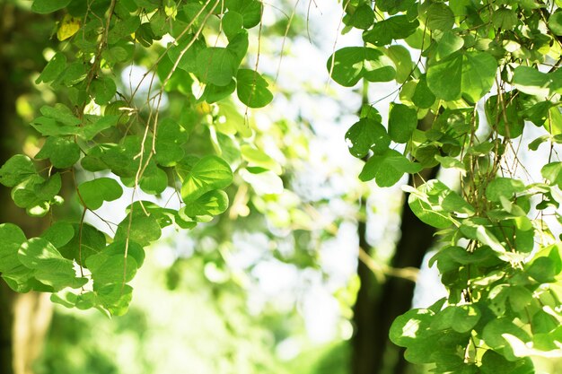 macro of Tree Leaves for nature background and save green concept