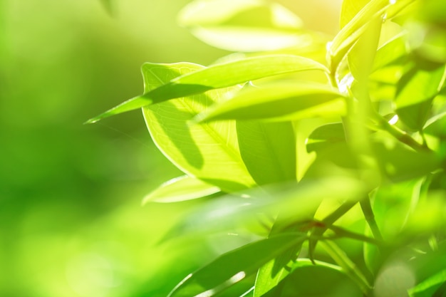 macro of Tree Leaves for nature background and save green concept