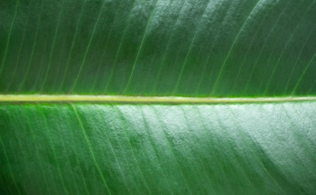 Macro tropical green leaf texture. Detail foliage with vein background closeup. Summer wallpaper. Abstract nature backdrop with selective focus