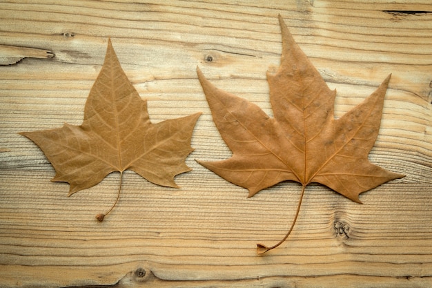 Macro of two dry leaves in the fall 