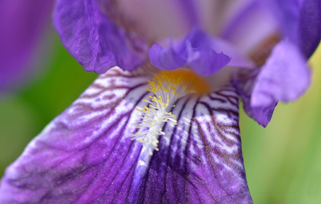 Macro view on beautiful purple petal and heart of iris flower