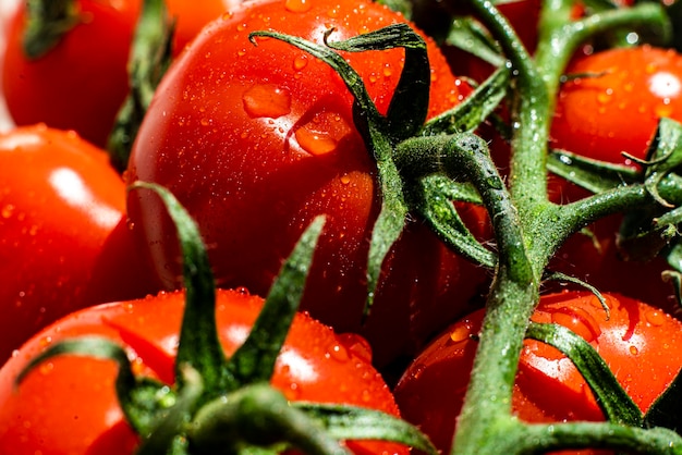 A macro view of cherry red tomato on the branch with water drops on them, raw fresh nutrition