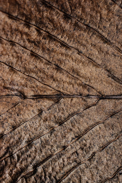 Macro view of dry leaf texture