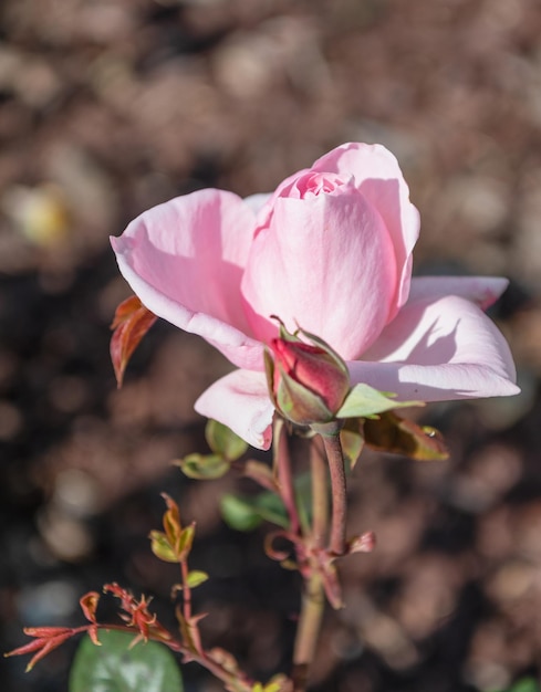 Macro view of pink rose flower blooming in summer