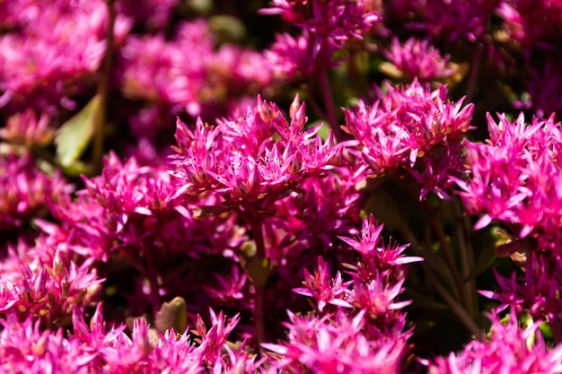 Macro view of pink starshaped flowers in sunlight Wildflowers Pink flowers are blooming Background