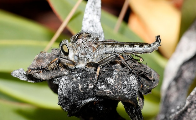 Macro view of a robber fly on top of a dried plant.