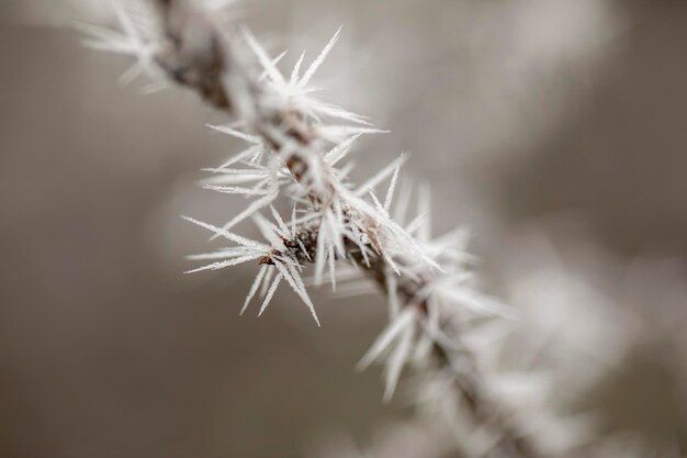 Photo macro view of tree branches with needle frost on it