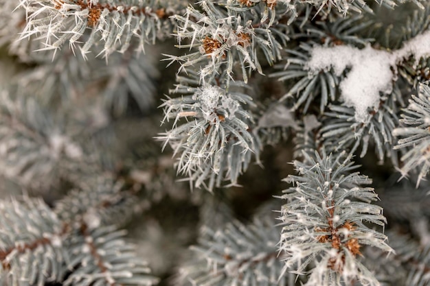 Macro view of tree branches with needle frost on it