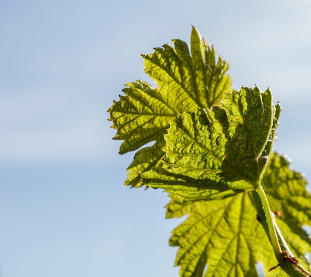 Macro of vine sprout in a Bardolino wine vineyard.