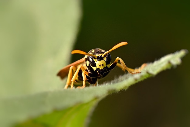 macro of a wasp on a leaf