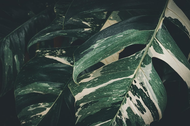 Macro water droplets on leaves love the environment