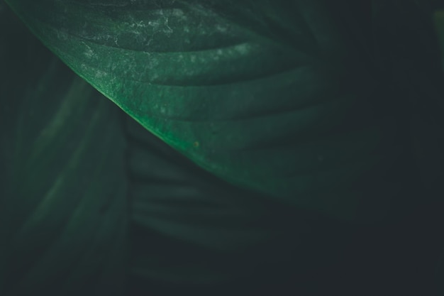 Macro water droplets on leaves love the environment