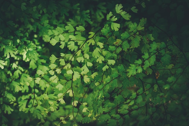 Macro water droplets on leaves love the environment