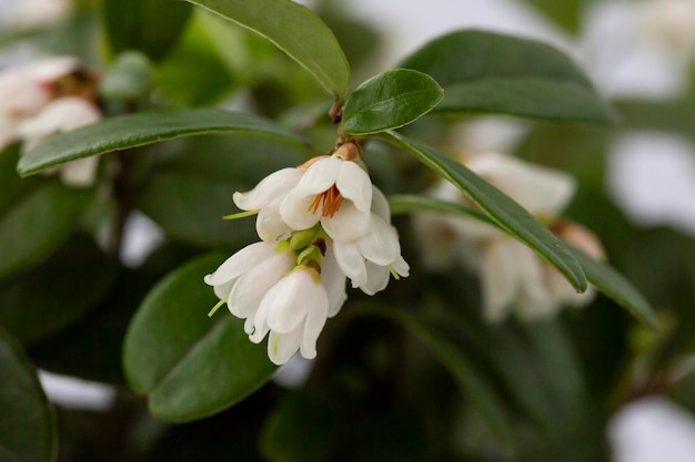 Macro White flowers of Vaccinium vitisidaea lingonberry partridgeberry mountain cranberry or cowberry selective focus