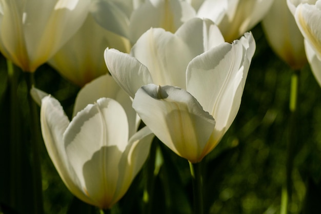 Macro of white tulips on a background of green grass