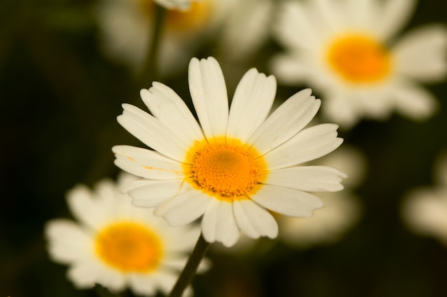 Macro of wild daisies in the field  