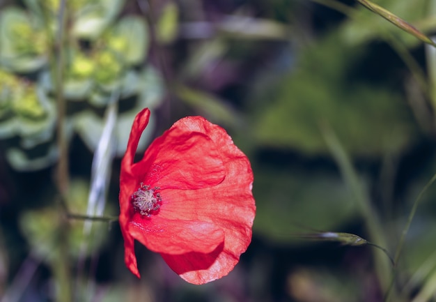 Macro of a wild red and orange poppy