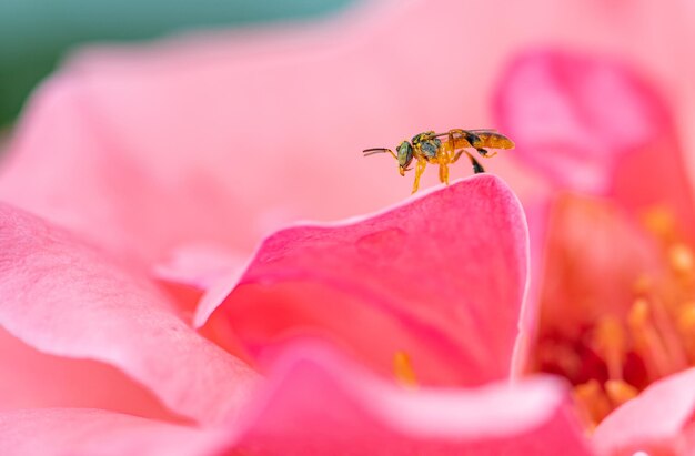 Macro world, details and colors of the wonderful macro world in a flowerbed, selective focus.