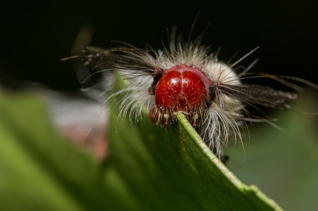 Macro worm on the plant