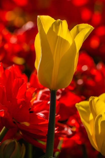 Macro of yellow and red tulips on a background of green grass