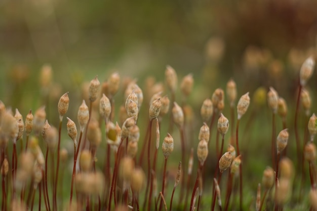 Macro of young moss microworld of forest moss moss closeup