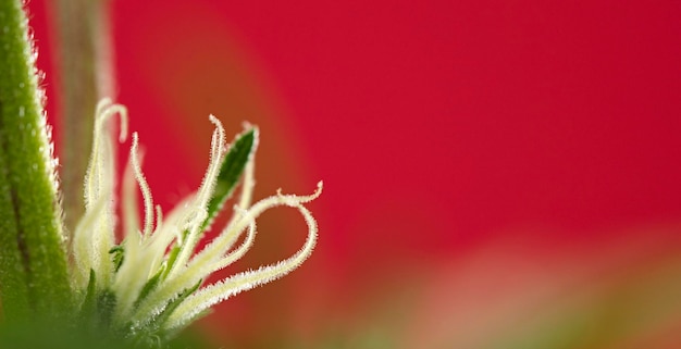 Macrofantastic marijuana flower with beautiful pistils red background space for copy