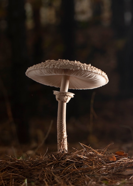 Macrolepiota excoriata well lit