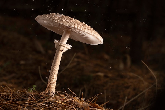 Macrolepiota excoriata well lit